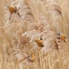 Sykorice vousata - Panurus biarmicus - Bearded Reedling o3981